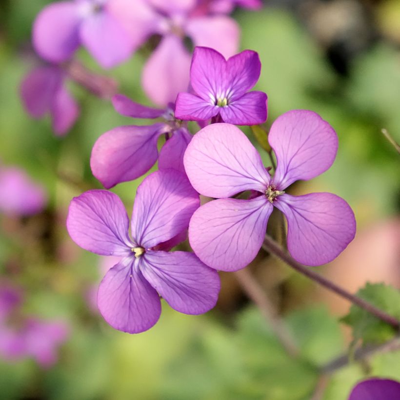 Monnaie du Pape - Lunaria annua (Flowering)