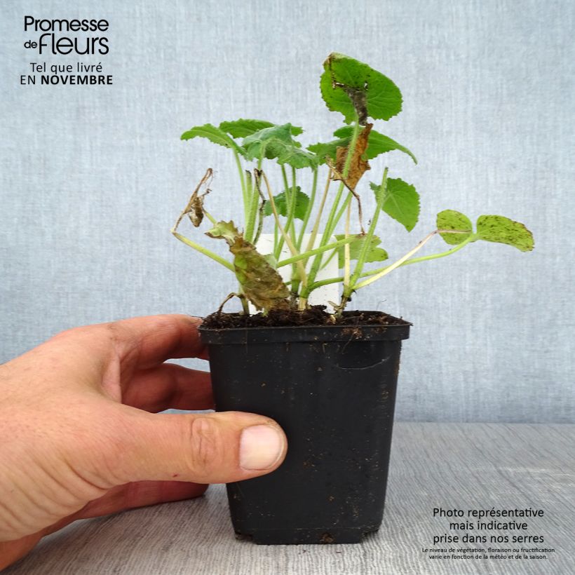 Example of Monnaie du Pape - Lunaria annua Godet de 8/9 cm as you get in automne