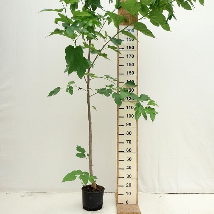 Example of Morus alba Fruitless - Mûrier blanc stérile Pot de 7,5L/10L as you get in ete