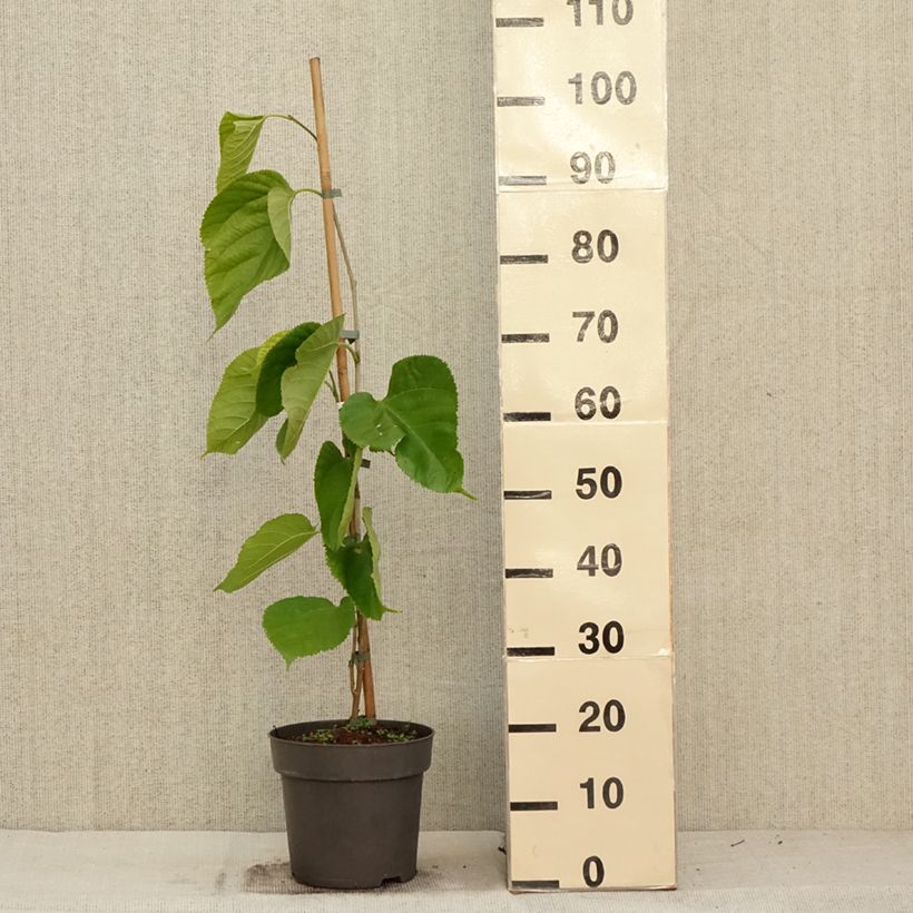 Example of Morus alba Giant Fruit - Mûrier blanc Pot de 3L/4L as you get in automne