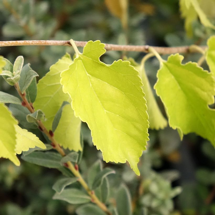 Morus alba Milanowek - Mûrier blanc (Foliage)