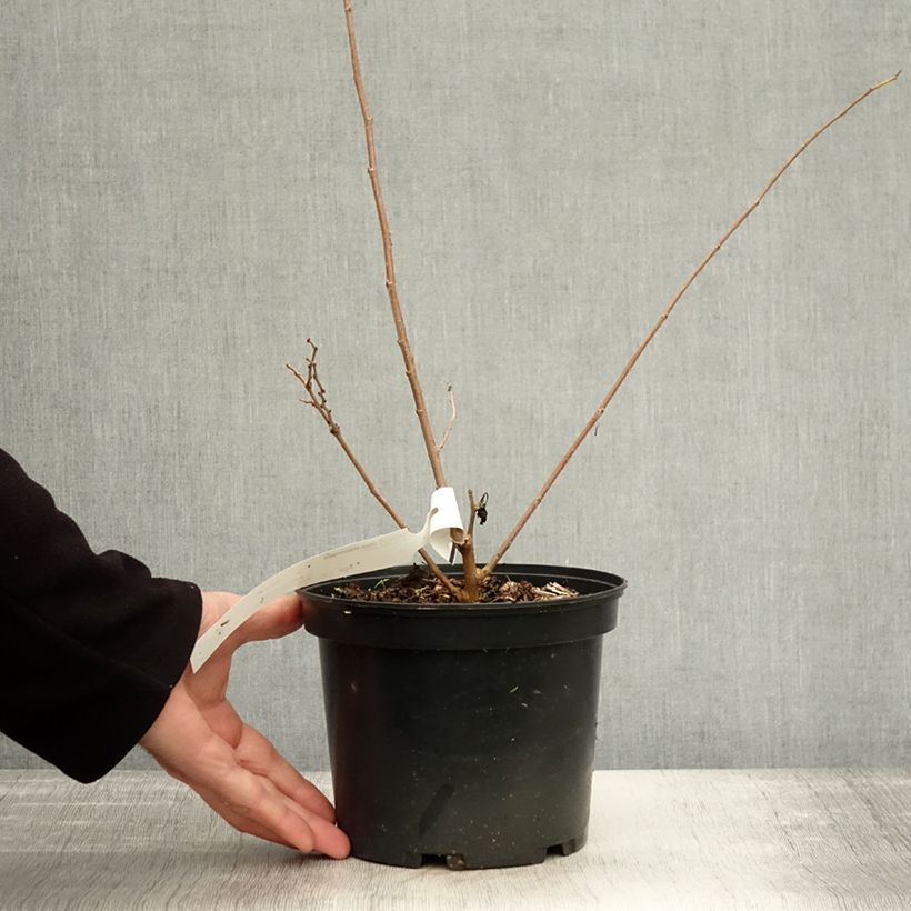 Example of Morus alba Milanowek - Mûrier blanc Pot de 3L/4L as you get in automne