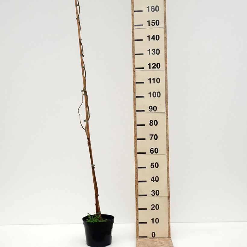 Example of Morus latifolia Spirata - Mûrier à larges feuilles tortueux Pot de 7,5L/10L as you get in hiver