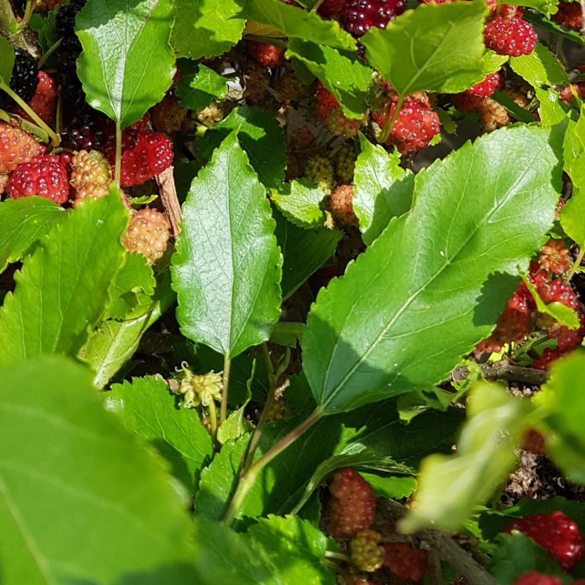 Mûrier nain Mojo Berry - Morus rotundiloba (Foliage)