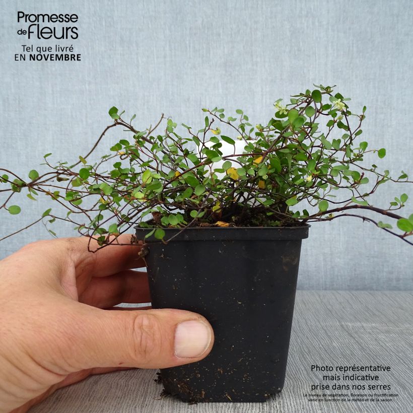 Example of Muehlenbeckia axillaris - Muehlenbeckie rampante. Godet de 8/9 cm as you get in automne