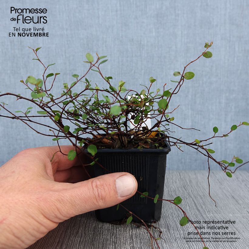 Example of Muehlenbeckia complexa Sealand Compact Godet de 8/9 cm as you get in automne