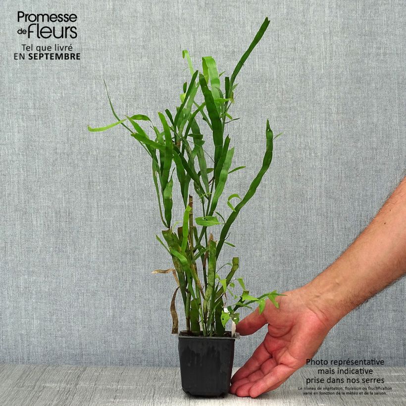 Example of Muehlenbeckia platyclada - Plante ruban Godet de 8/9 cm as you get in automne