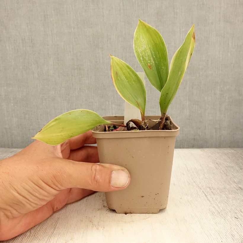 Example of Muguet panaché - Convallaria majalis Hardwick Hall Godet de 8/9 cm as you get in ete