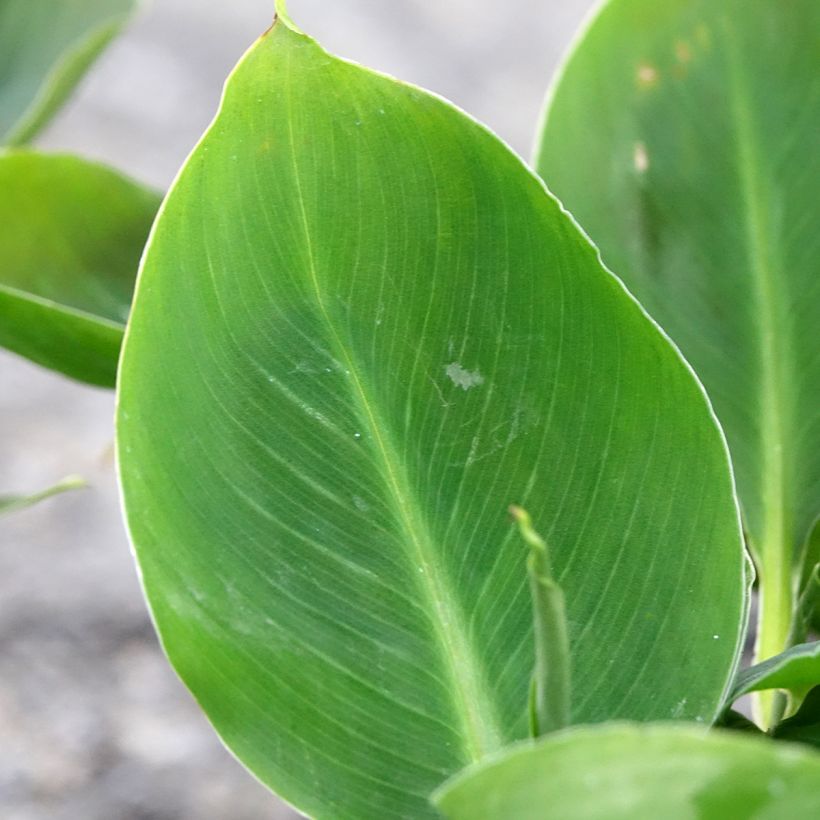 Musa acuminata - Bananier (Foliage)