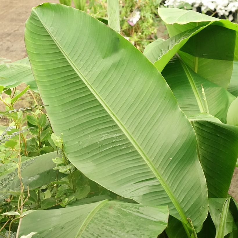 Musa basjoo Dajiao - Bananier du Japon (Foliage)