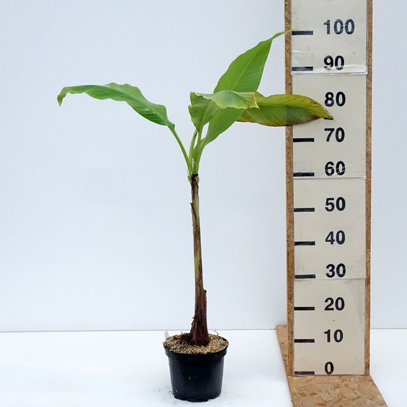 Example of Musa basjoo Sakhalin - Bananier du Japon Pot de 3L/4L as you get in automne