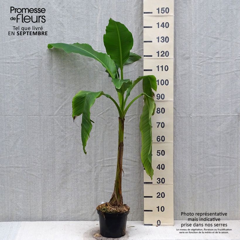 Example of Musa basjoo Sakhalin - Bananier du Japon Pot de 4L/5L as you get in automne