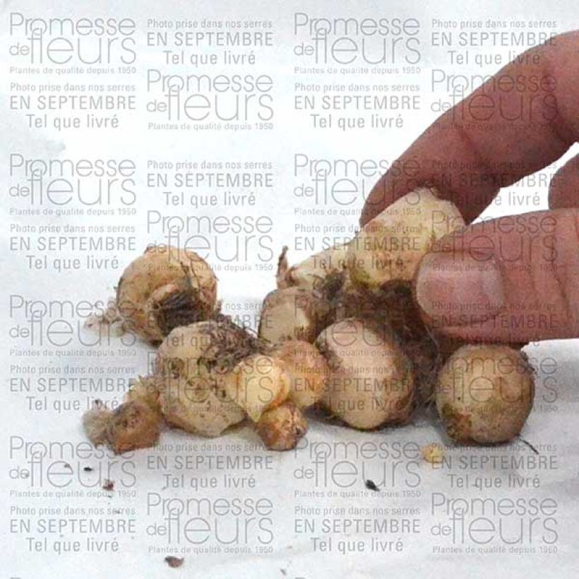 Example of Muscari armeniacum Bulbe size 6+ as you get