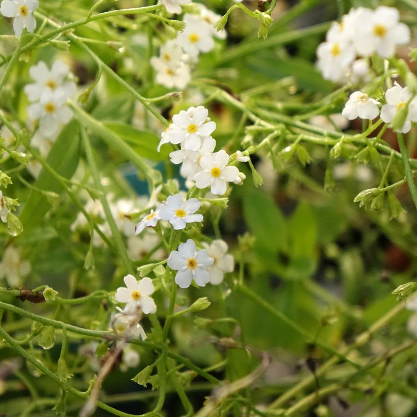 Myosotis scorpioides Alba - Myosotis des marais (Flowering)