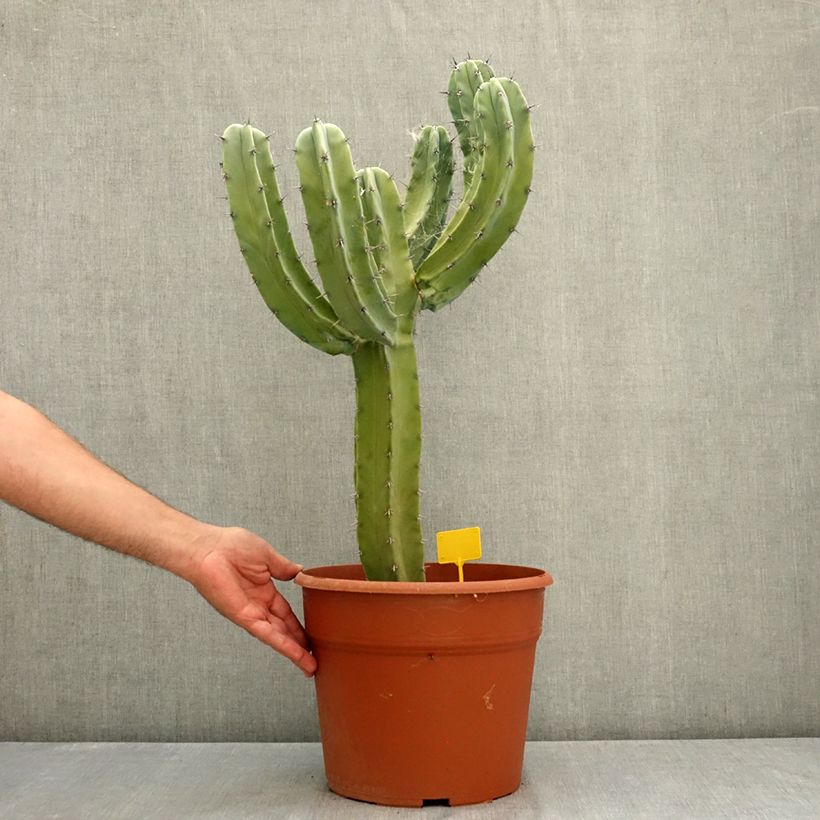 Example of Myrtillocactus geometrizans - Chandelle Bleue Pot de 12L/15L as you get in ete