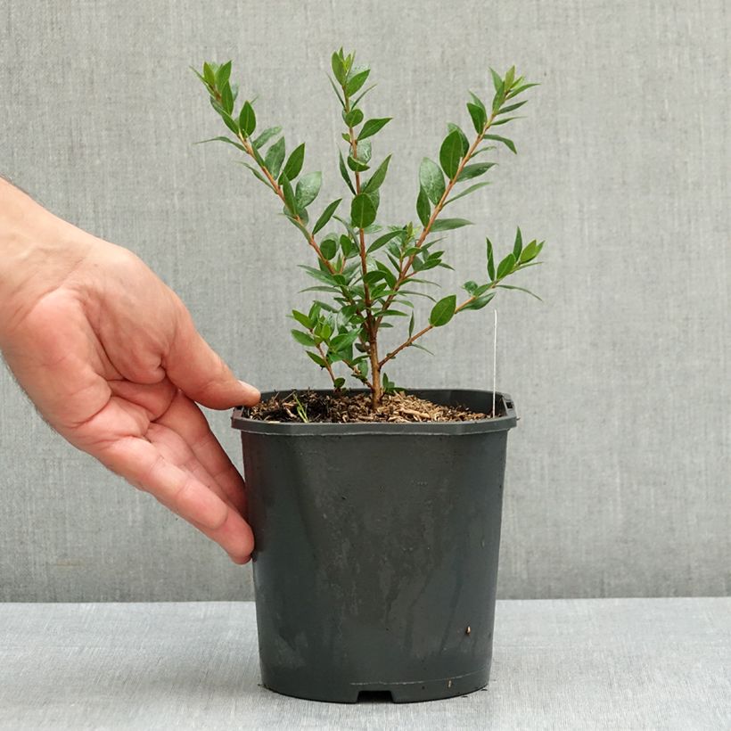 Example of Myrtus communis - Myrte commun Pot de 2L/3L as you get in ete