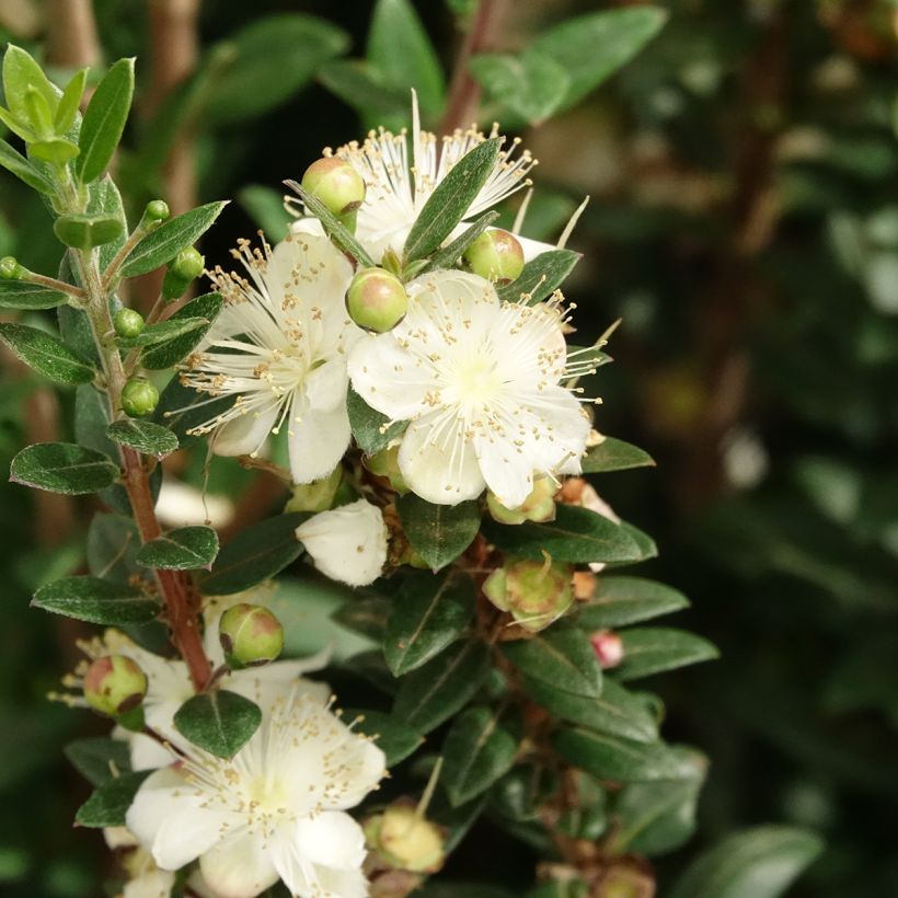 Myrtus communis Tarentina - Myrte commun  (Flowering)