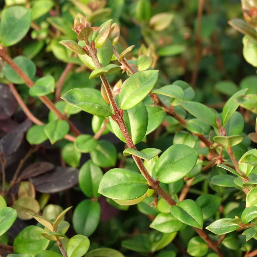 Myrtus ugni ou Ugni molinae Elite (Foliage)