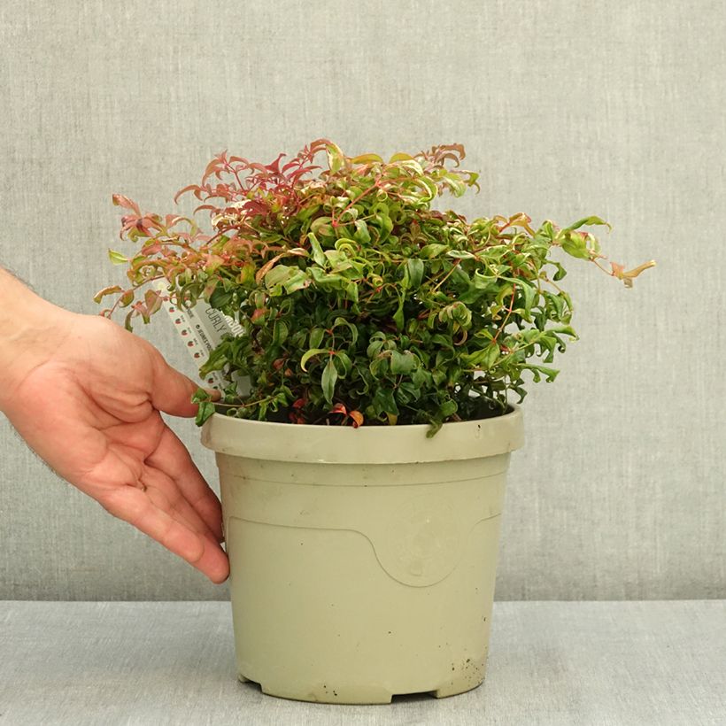 Example of Nandina domestica Curly Obsessed - Bambou sacré Pot de 3L/4L as you get in ete