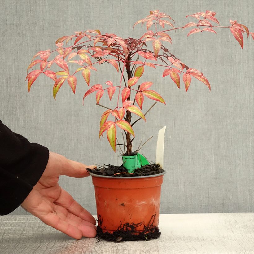 Example of Nandina domestica Flirt - Bambou sacré nain Godet de 8/9 cm as you get in automne