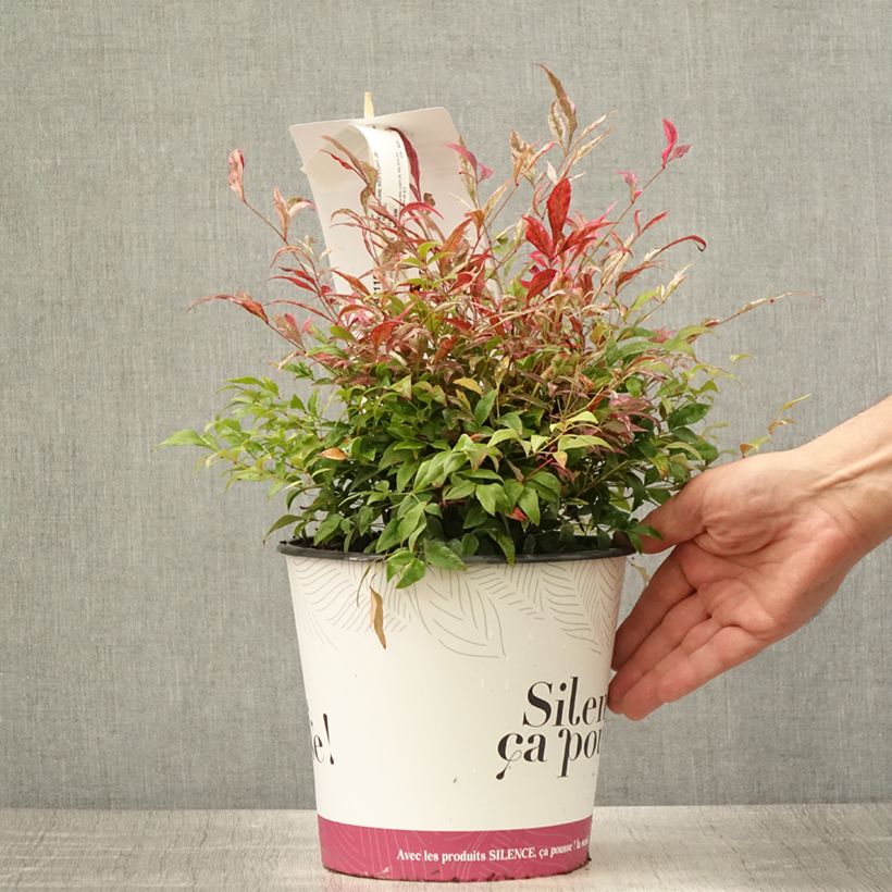 Example of Nandina domestica Red Light - Bambou sacré nain Pot de 3L/4L as you get in ete