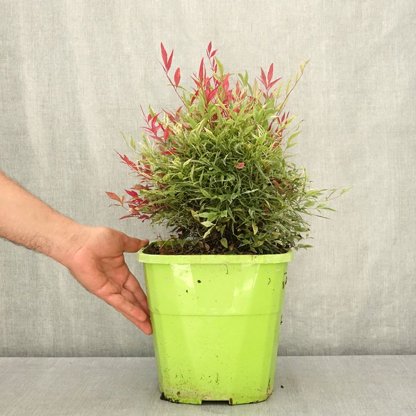 Example of Nandina domestica Red Light - Bambou sacré nain Pot de 7,5L/10L as you get in ete