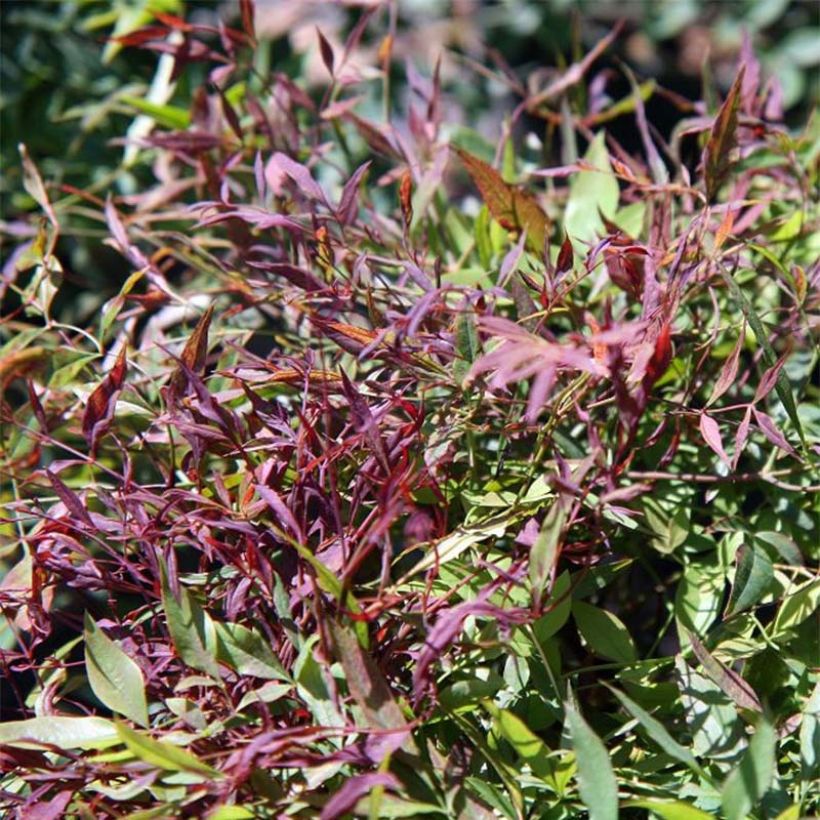 Bambou sacré - Nandina domestica Sienna Sunrise (Foliage)