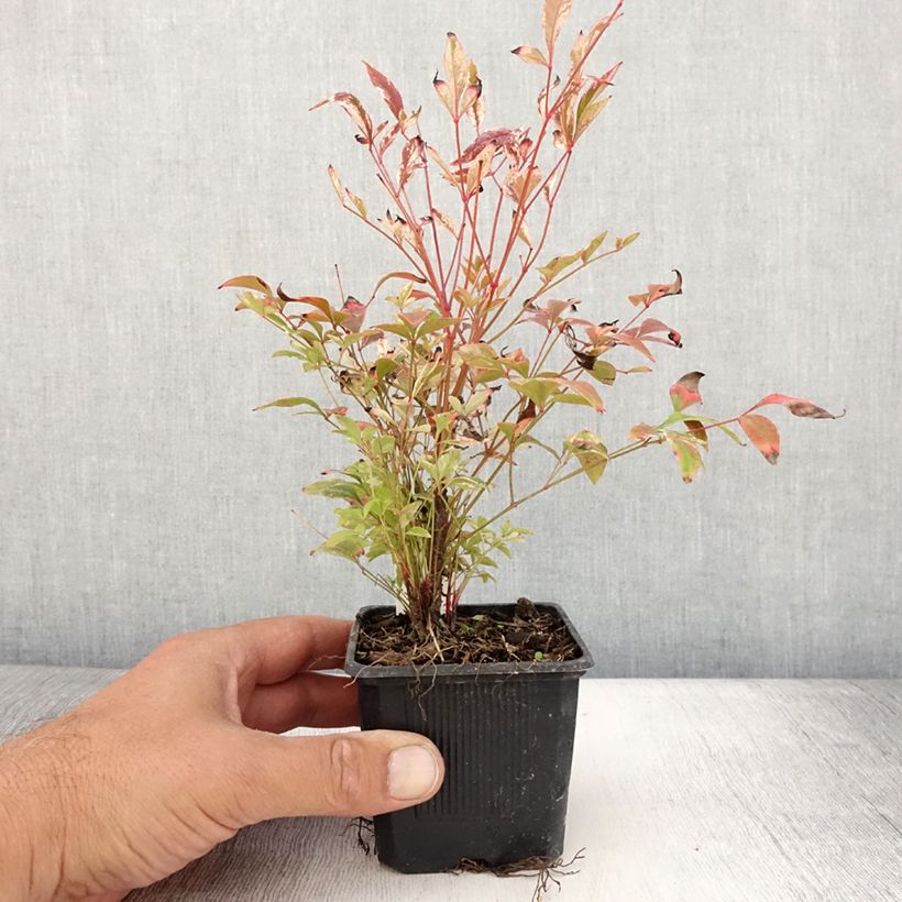 Example of Nandina domestica Twilight - Bambou sacré Godet de 8/9 cm as you get in ete
