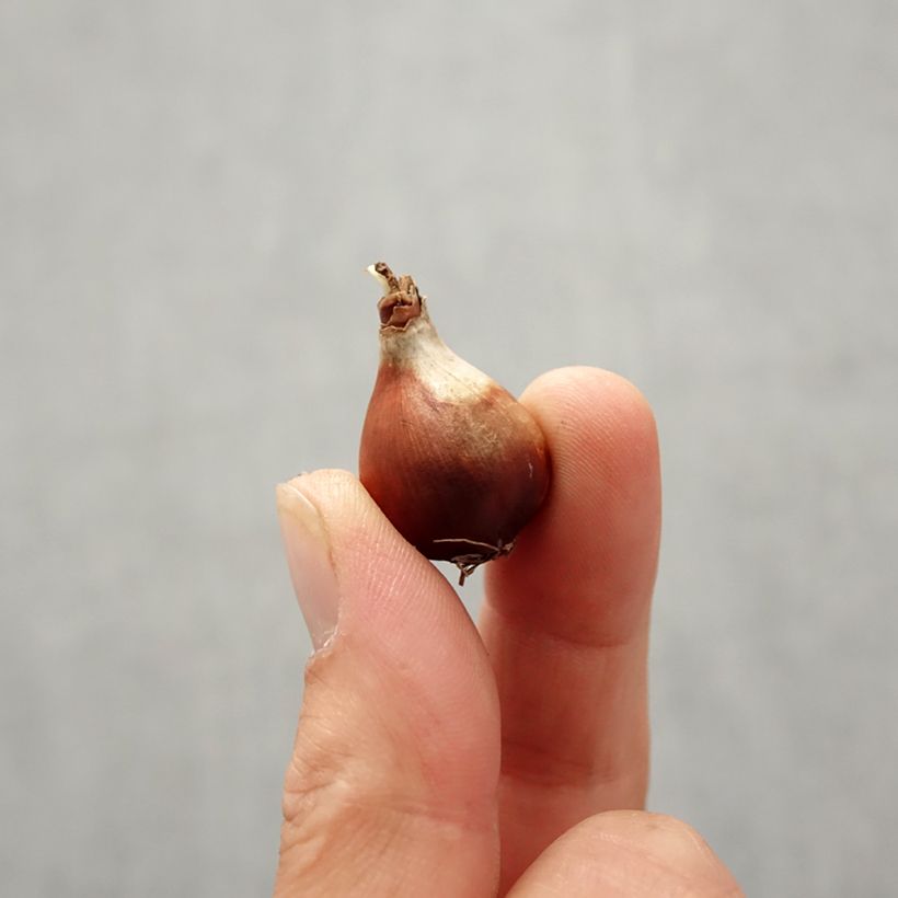Example of Narcisse Baby Moon Bulbe size 8/10 as you get in automne