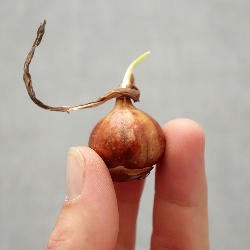 Example of Narcisse bulbocodium Cantabricus (White) Bulbe size 8+ as you get in automne