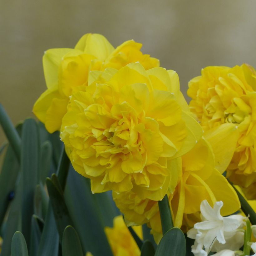 Narcisse Easter Tide (Flowering)