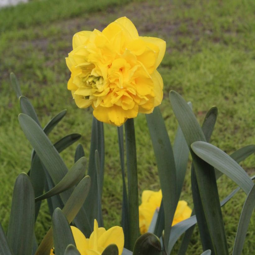 Narcisse Easter Tide (Plant habit)