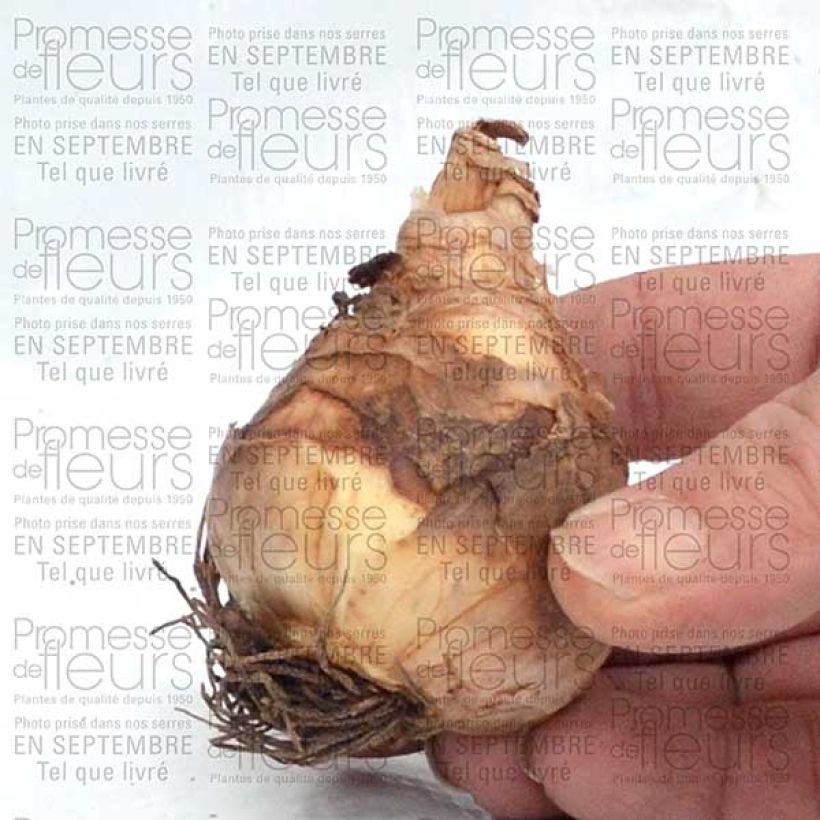 Example of Narcisse Flower Record Bulbe size 12+ as you get