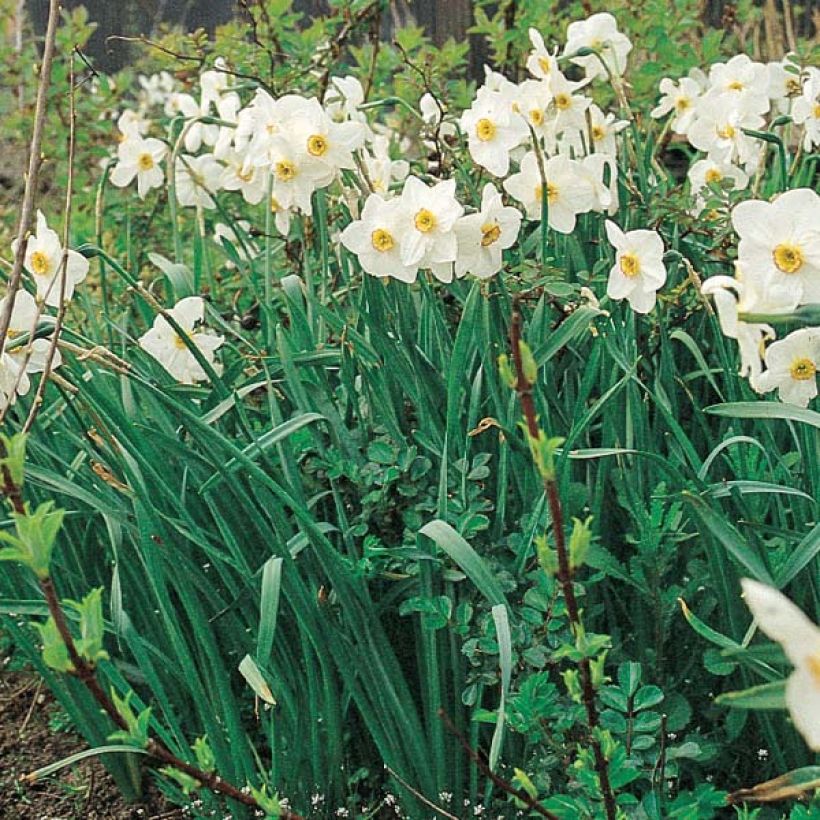 Narcisse poeticus Actaea (Plant habit)
