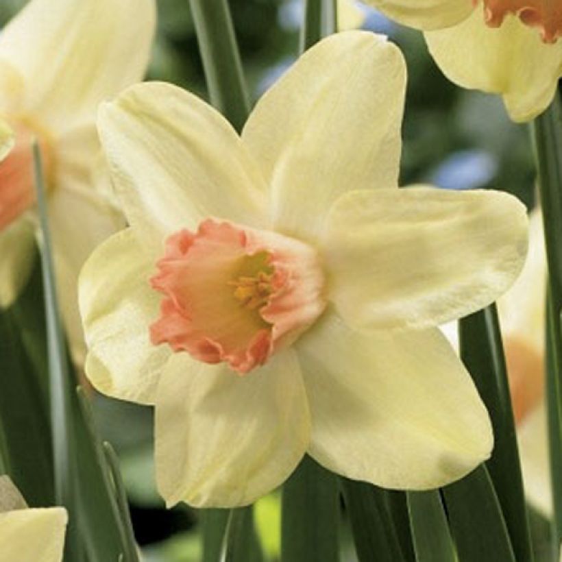 Narcisse Prototype (Flowering)