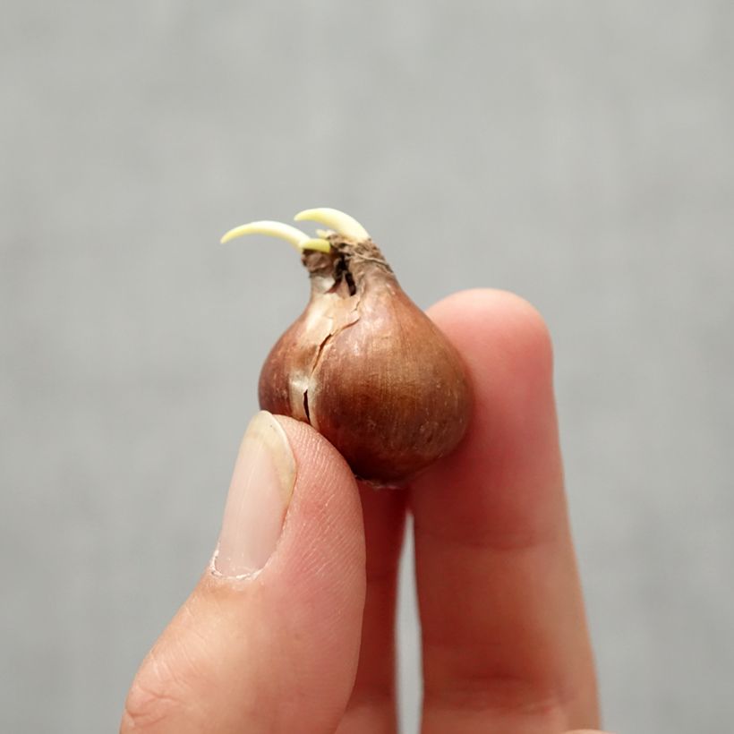 Example of Narcisse pseudonarcissus - Jonquille des Bois Bulbe size 4+ as you get in automne