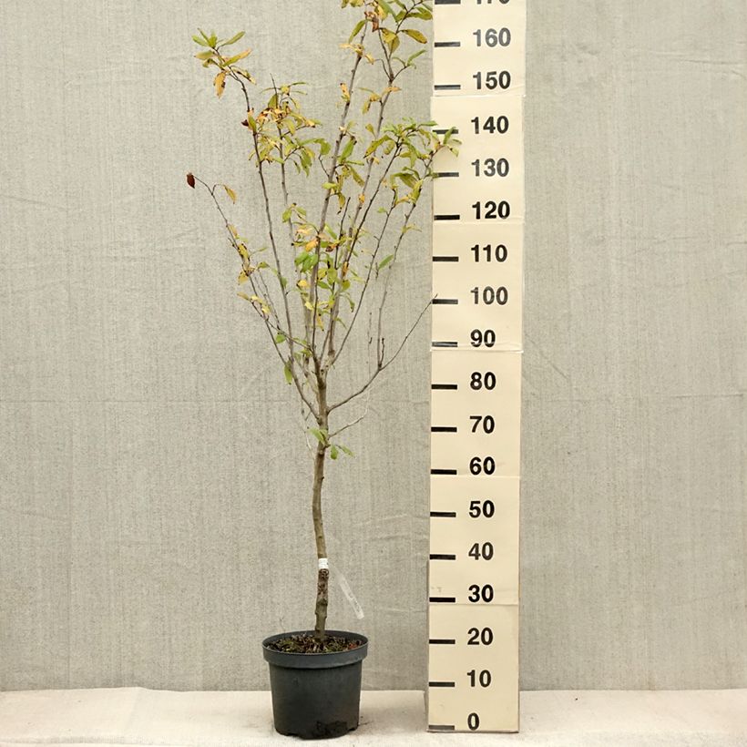 Example of Néflier - Mespilus germanica Pot de 4L/5L as you get in automne