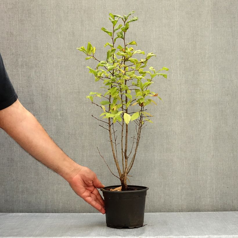 Example of Néflier - Mespilus germanica Pot de 2L/3L as you get in ete