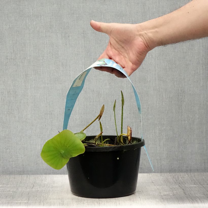 Example of Nelumbo Pygmaea Yellow - Lotus nain jaune Pot de 3L/4L as you get in ete