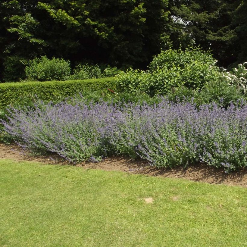 Nepeta faassenii Six Hill s Giant (Plant habit)