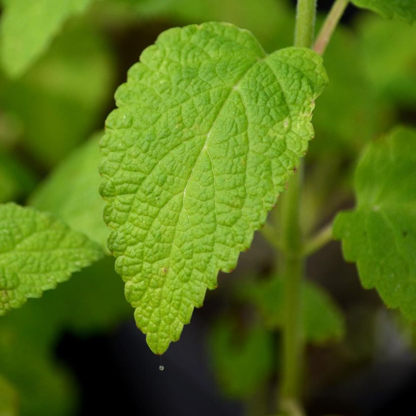 Nepeta govaniana (Foliage)