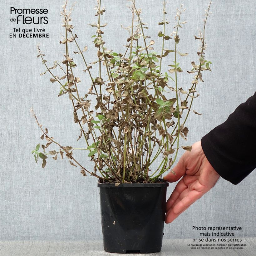 Example of Nepeta grandiflora Summer Magic Pot de 2L/3L as you get in automne