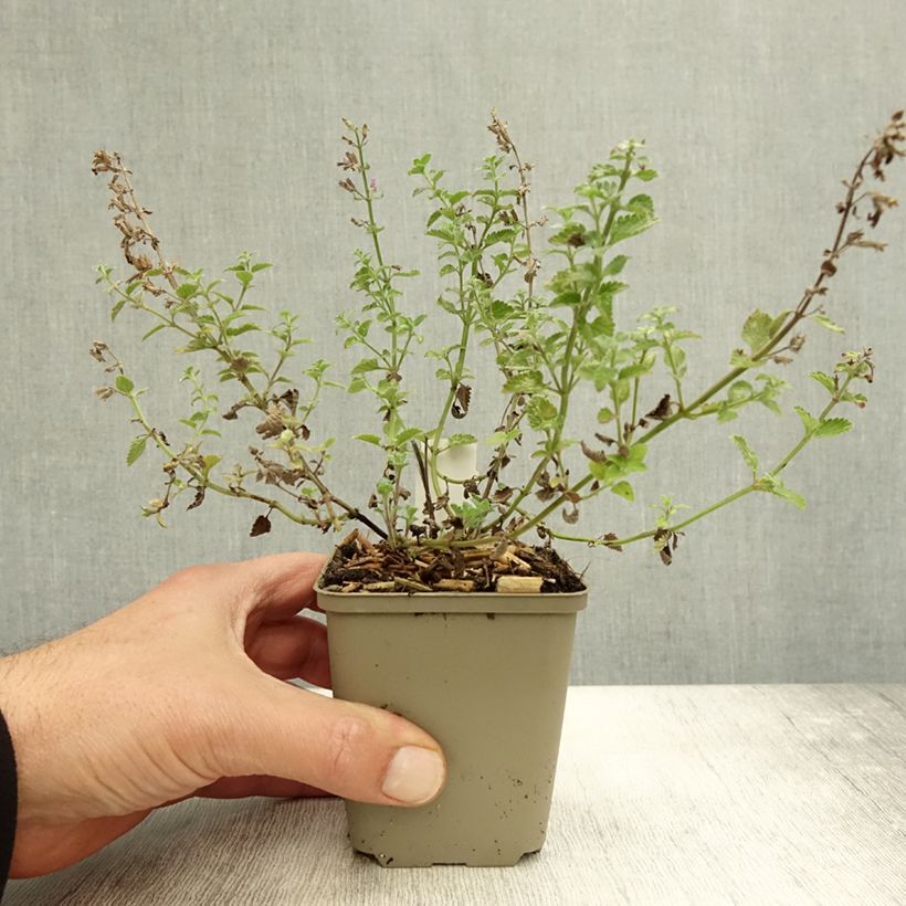 Example of Nepeta Kit Cat - Chataire Godet de 8/9 cm as you get in automne
