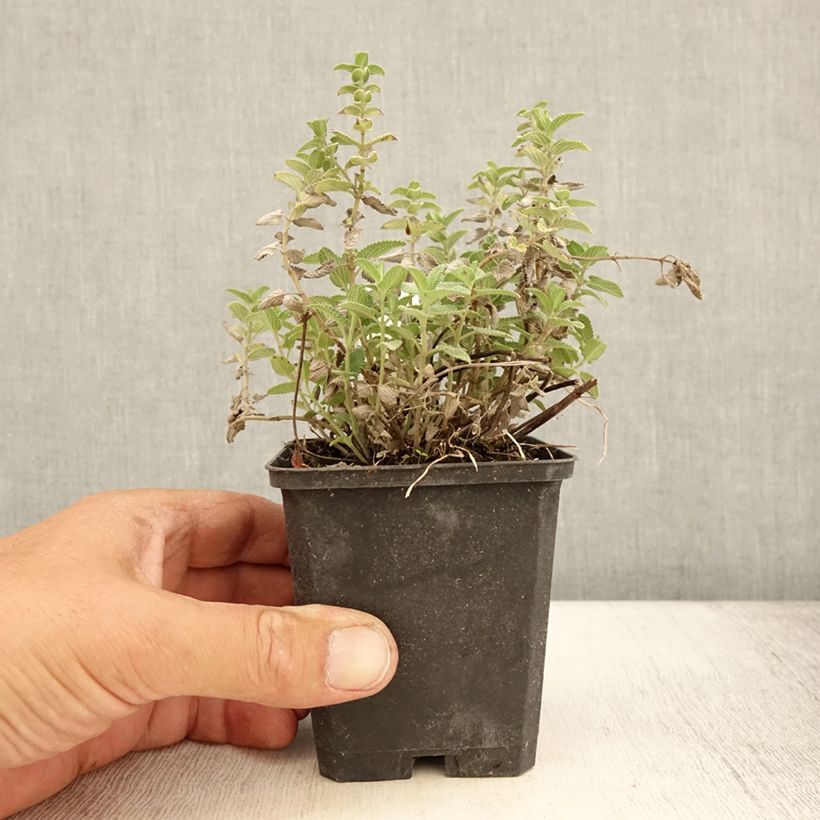 Example of Nepeta mussinii (racemosa) - Chataire Godet de 8/9 cm as you get in ete