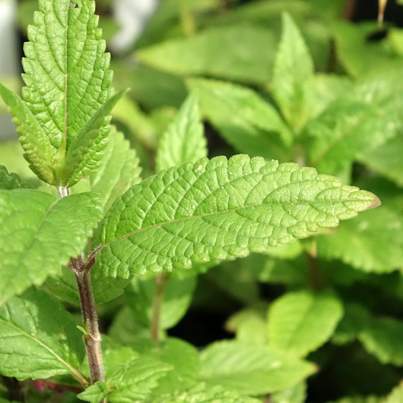 Népéta nervosa Neptune - Chataire (Foliage)