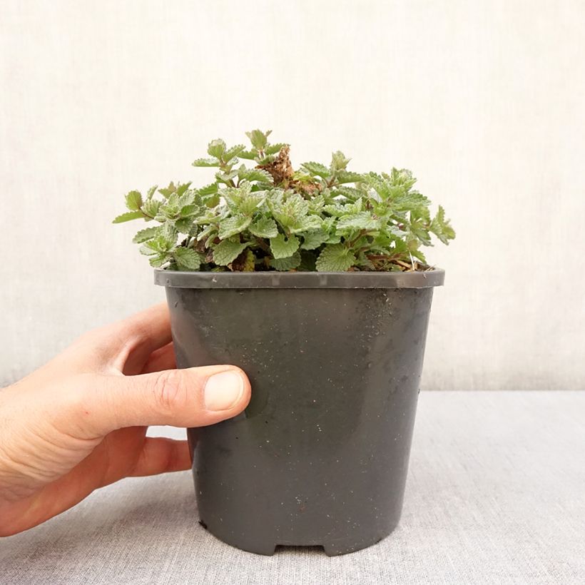 Example of Nepeta Purrsian Blue - Chataire Pot de 2L/3L as you get in printemps