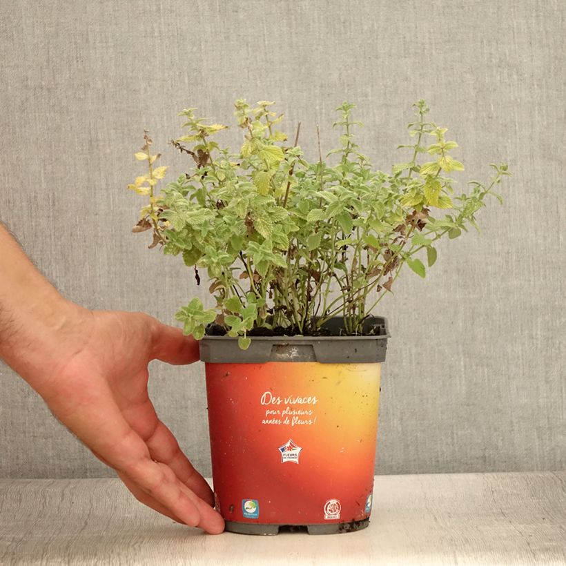 Example of Nepeta racemosa Snowflake - Chataire à fleurs blanches Pot de 2L/3L as you get in ete