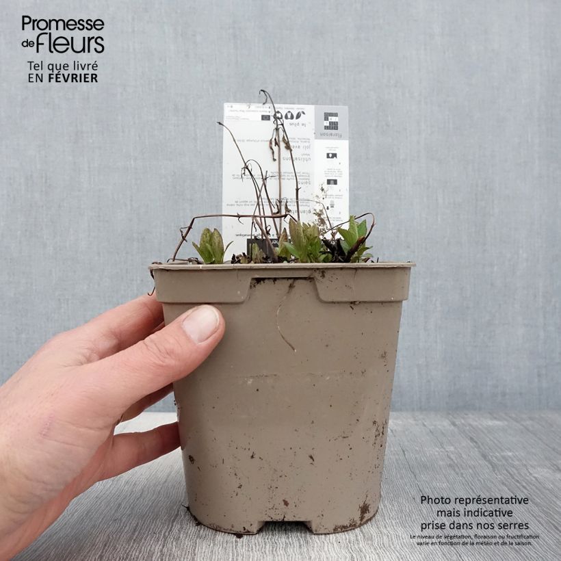 Example of Nepeta subsessilis Blue Panther - Chataire subsessile Pot de 2L/3L as you get in hiver