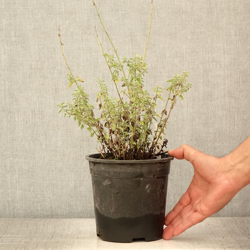 Example of Nepeta x faassenii Dropmore Pot de 2L/3L as you get in ete