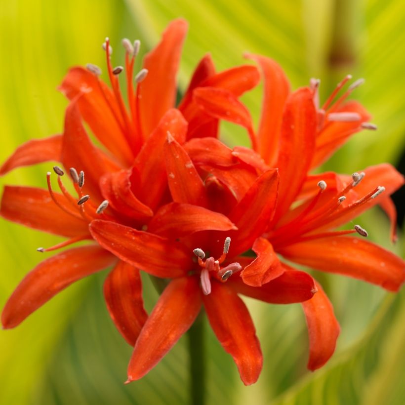 Nerine sarniensis var corusca (Flowering)